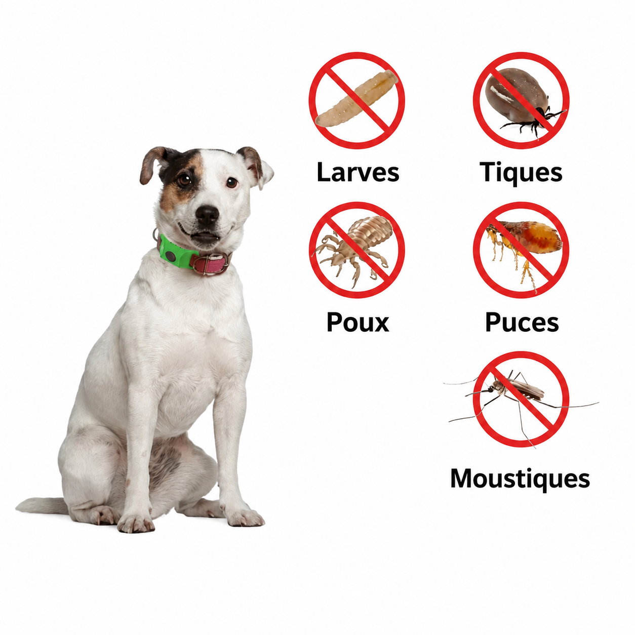 Médaillon de protection naturelle PureGuard® – 12 mois de protection contre les puces, les tiques et les parasites